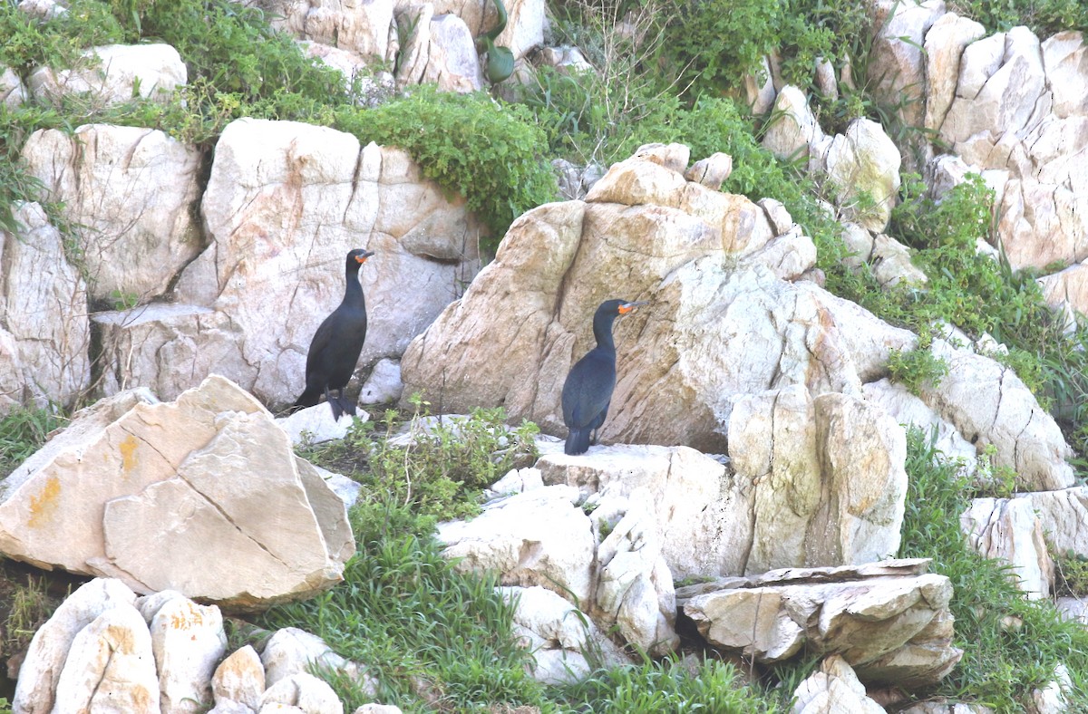 Cape Cormorant - Scott Sneed