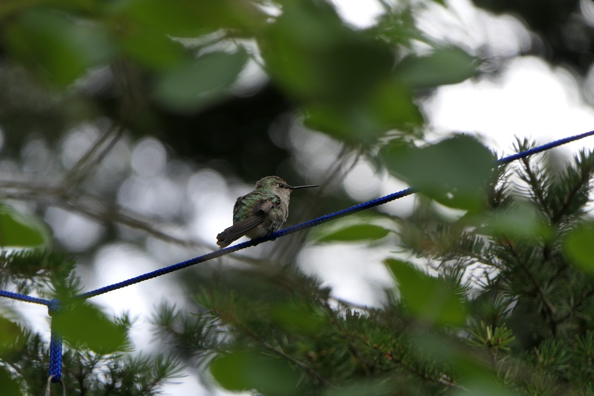 Black-chinned Hummingbird - ML173381451