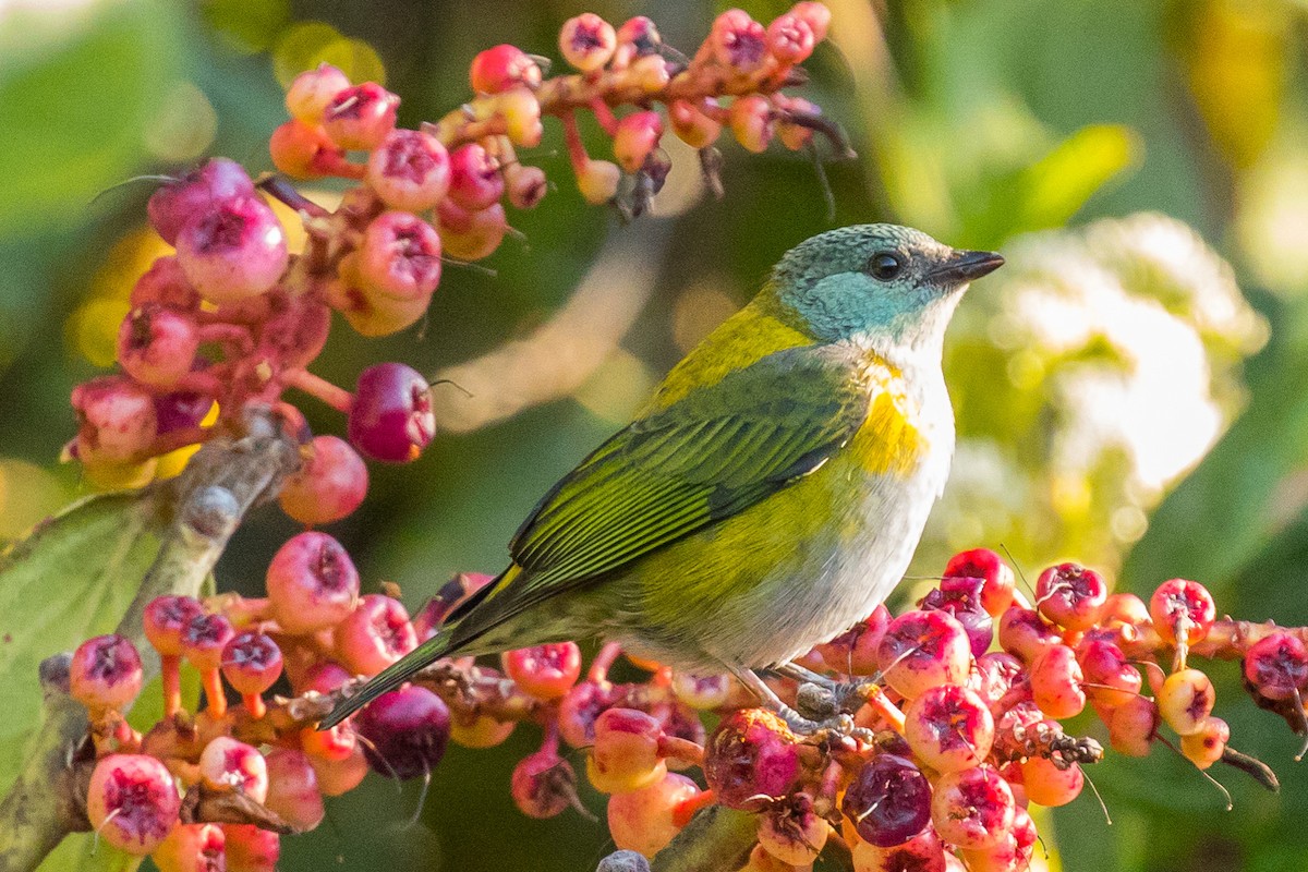 Green-throated Tanager - John Kendall