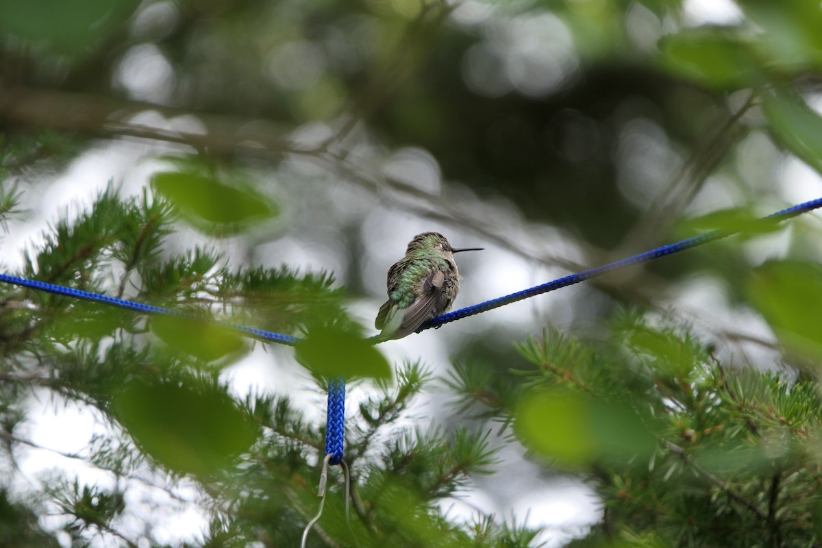 Black-chinned Hummingbird - ML173382131