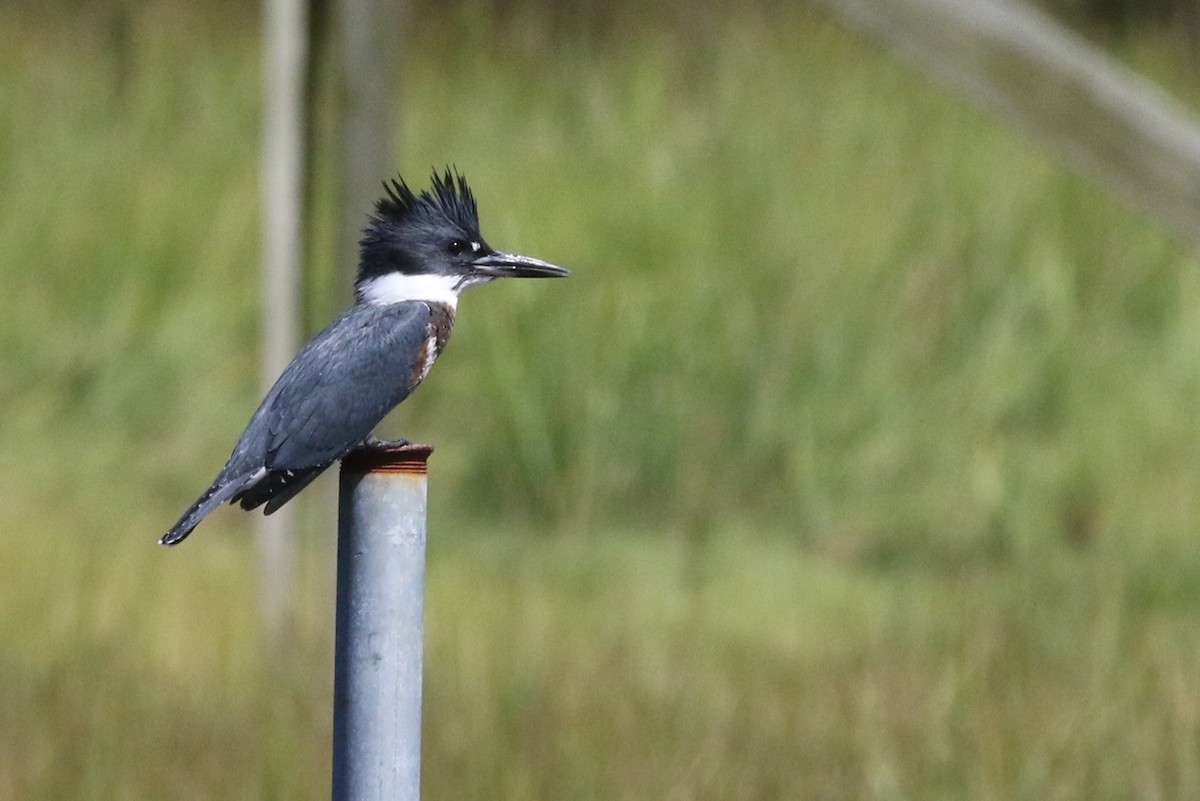 Belted Kingfisher - ML173386141
