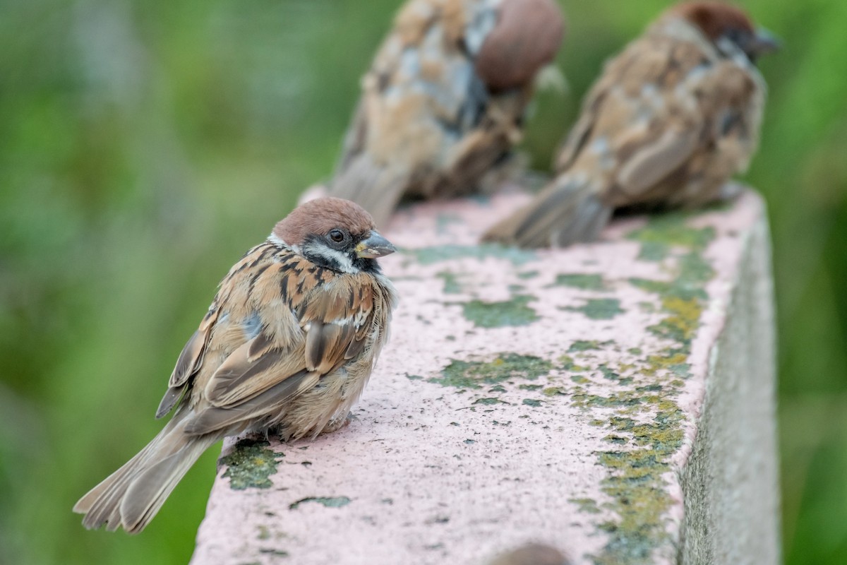 Eurasian Tree Sparrow - ML173387621
