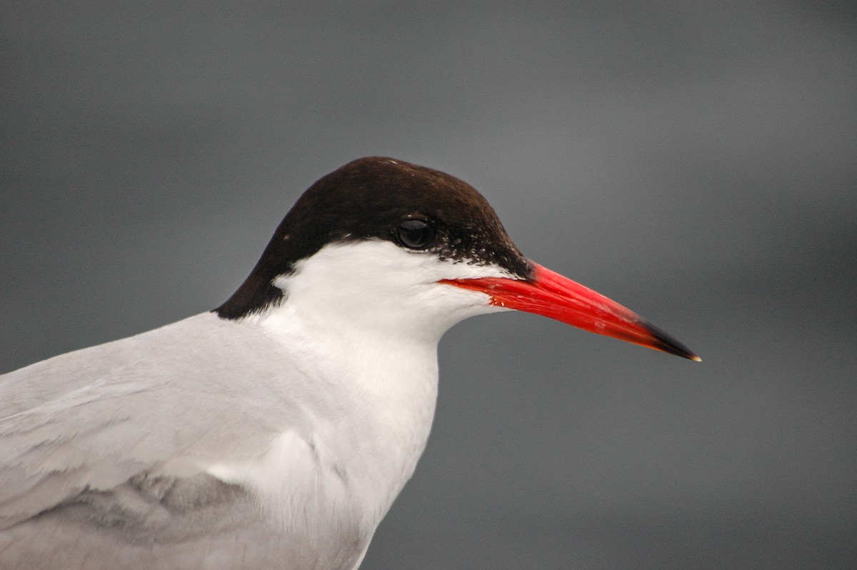 Common Tern - ML173387881