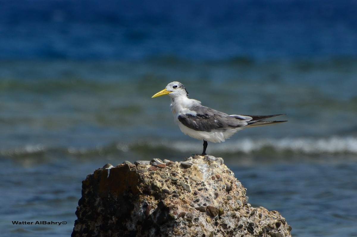 Great Crested Tern - Watter AlBahry