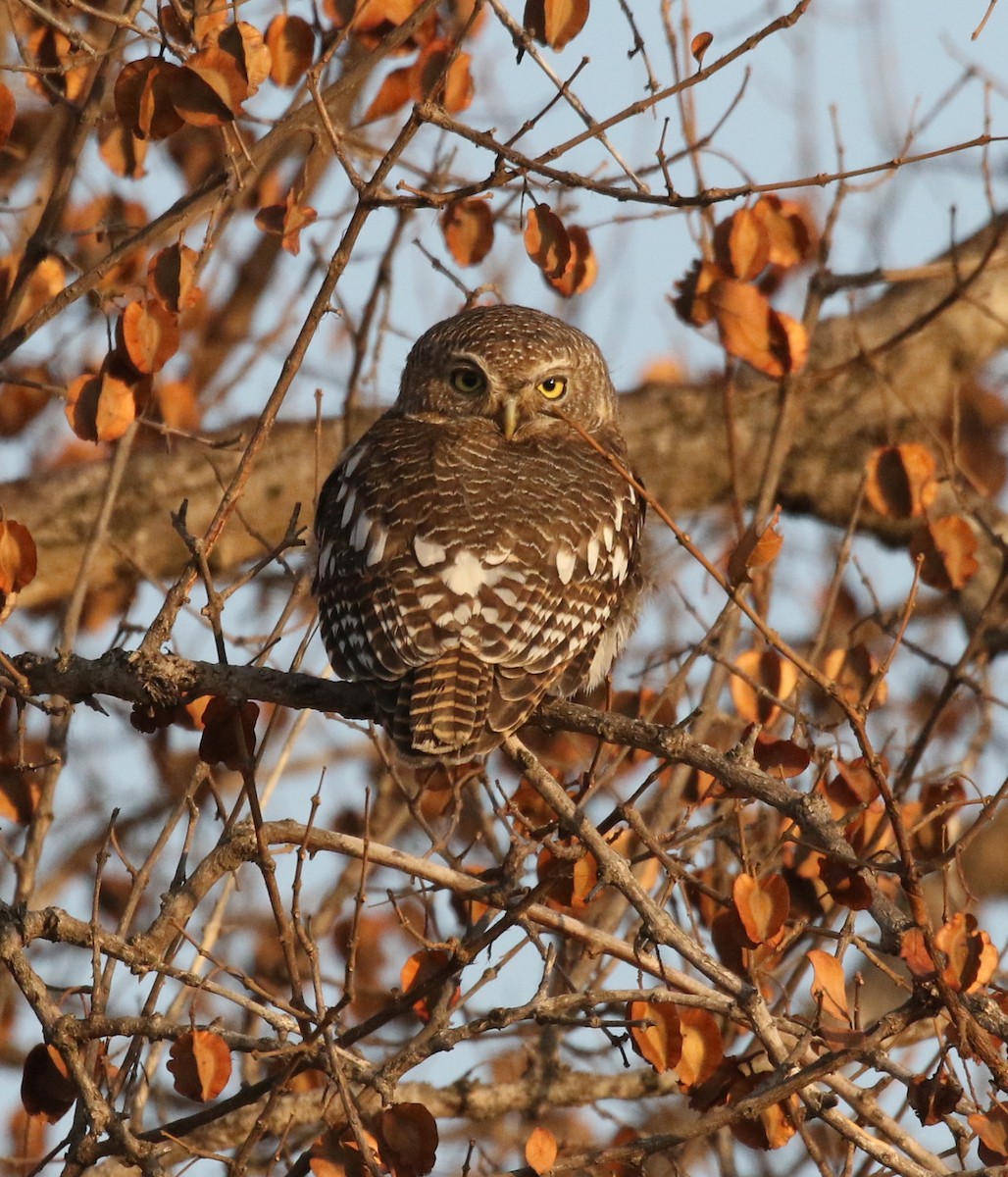 African Barred Owlet - ML173394321