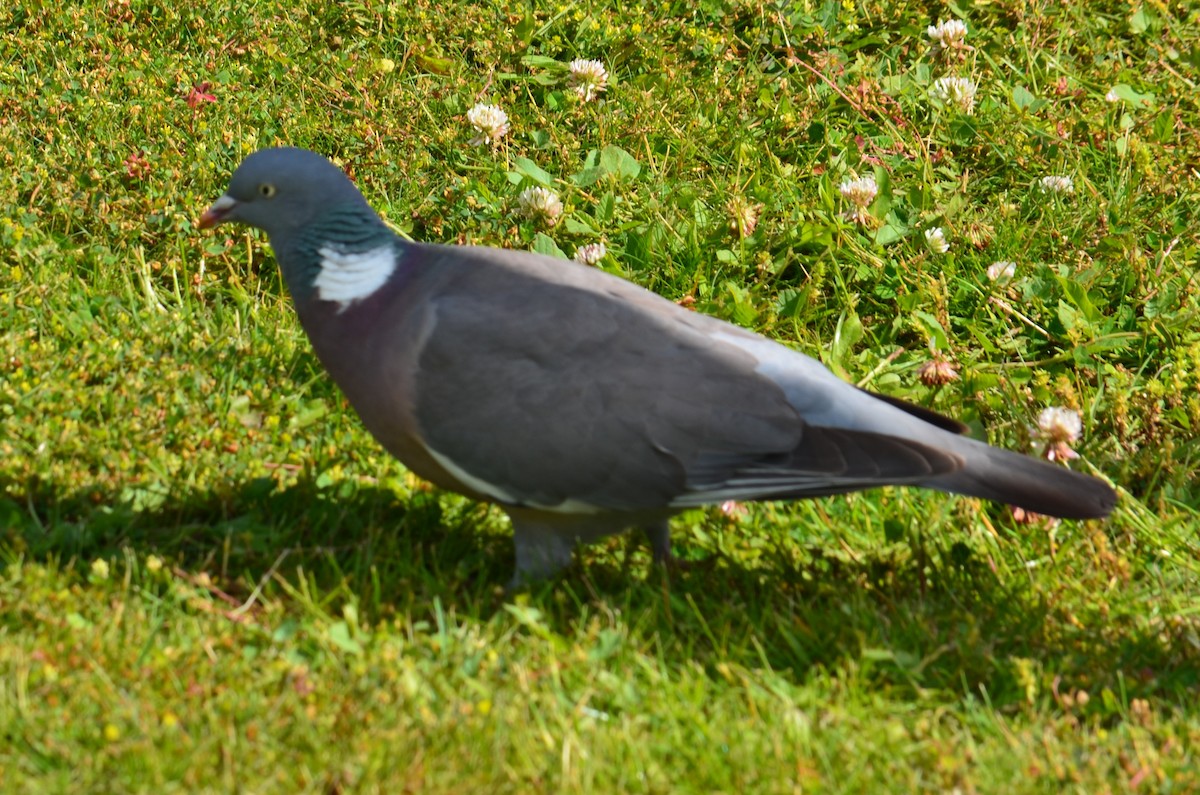 Common Wood-Pigeon - Michael Vermue