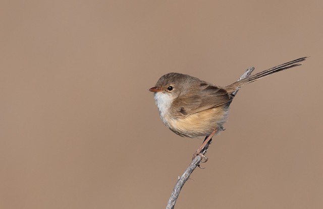 Definitive Basic Female Red-backed Fairywren (subspecies&nbsp;<em class="SciName notranslate">melanocephalus</em>).&nbsp; - Red-backed Fairywren - 