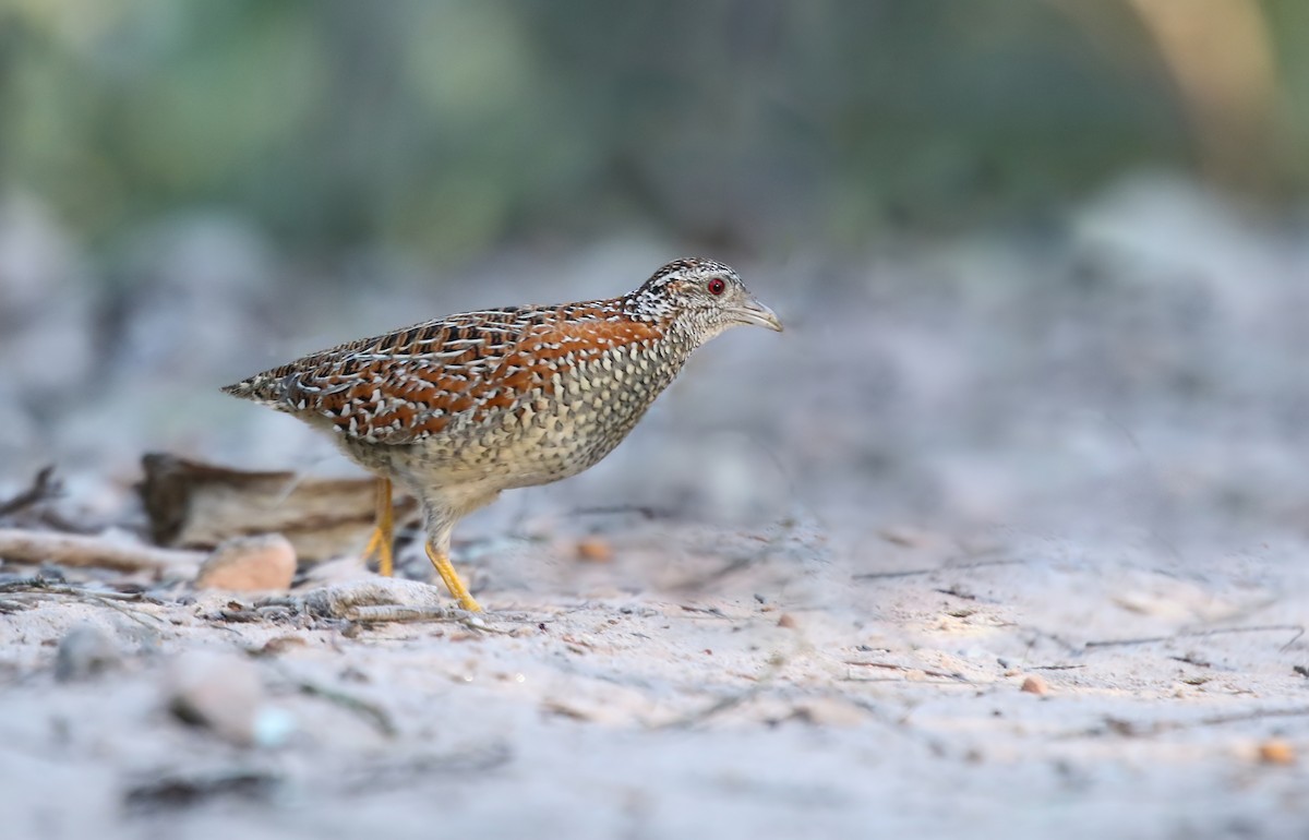 Painted Buttonquail - ML173397321