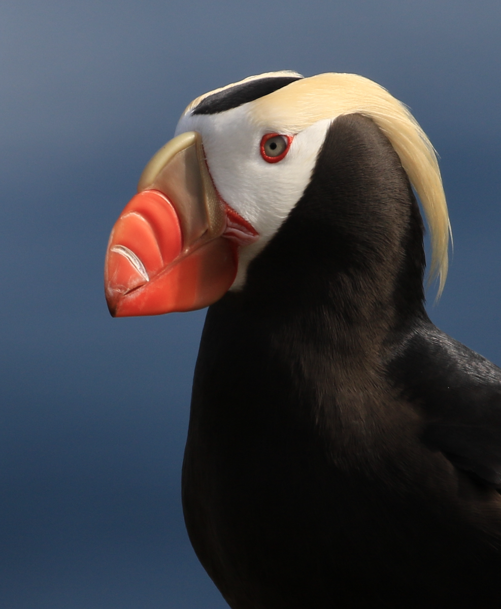 Tufted Puffin - ML173397471