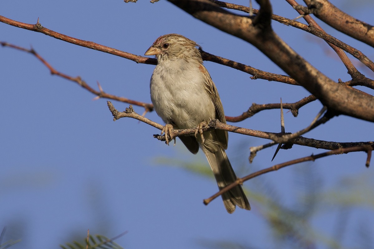 Rufous-winged Sparrow - Mike Sanders