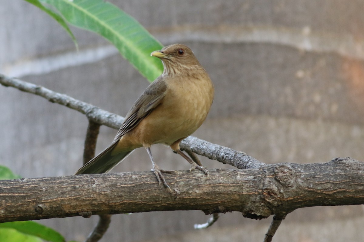 Clay-colored Thrush - george parker