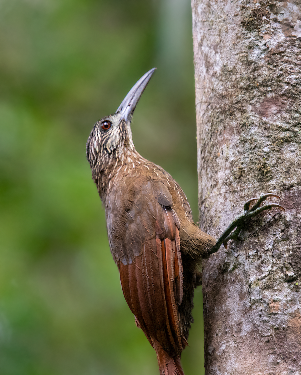 Strong-billed Woodcreeper - ML173411991