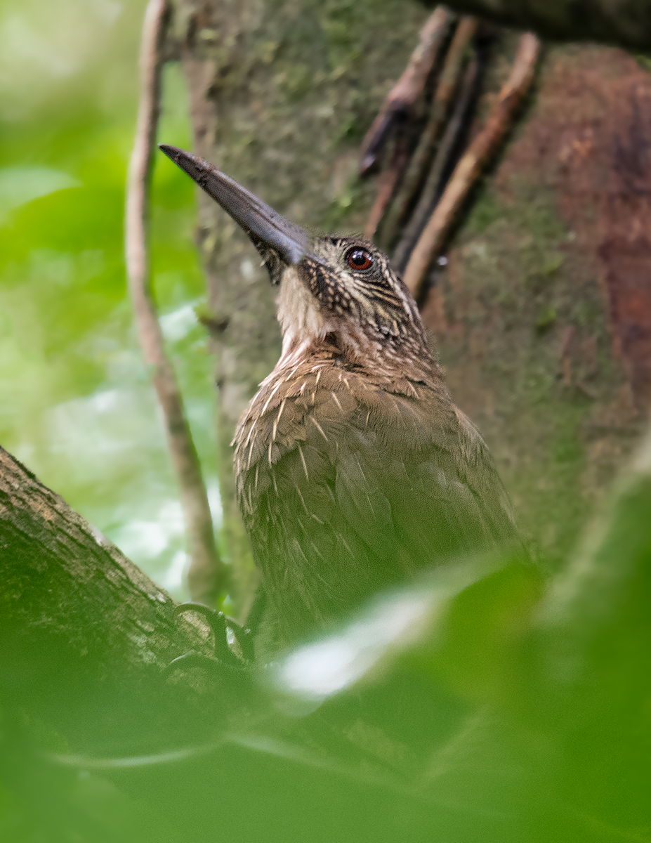 Strong-billed Woodcreeper - ML173412021