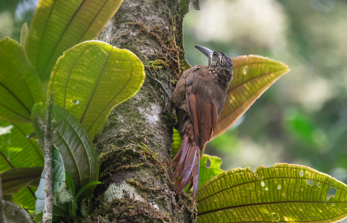 Strong-billed Woodcreeper - ML173412061