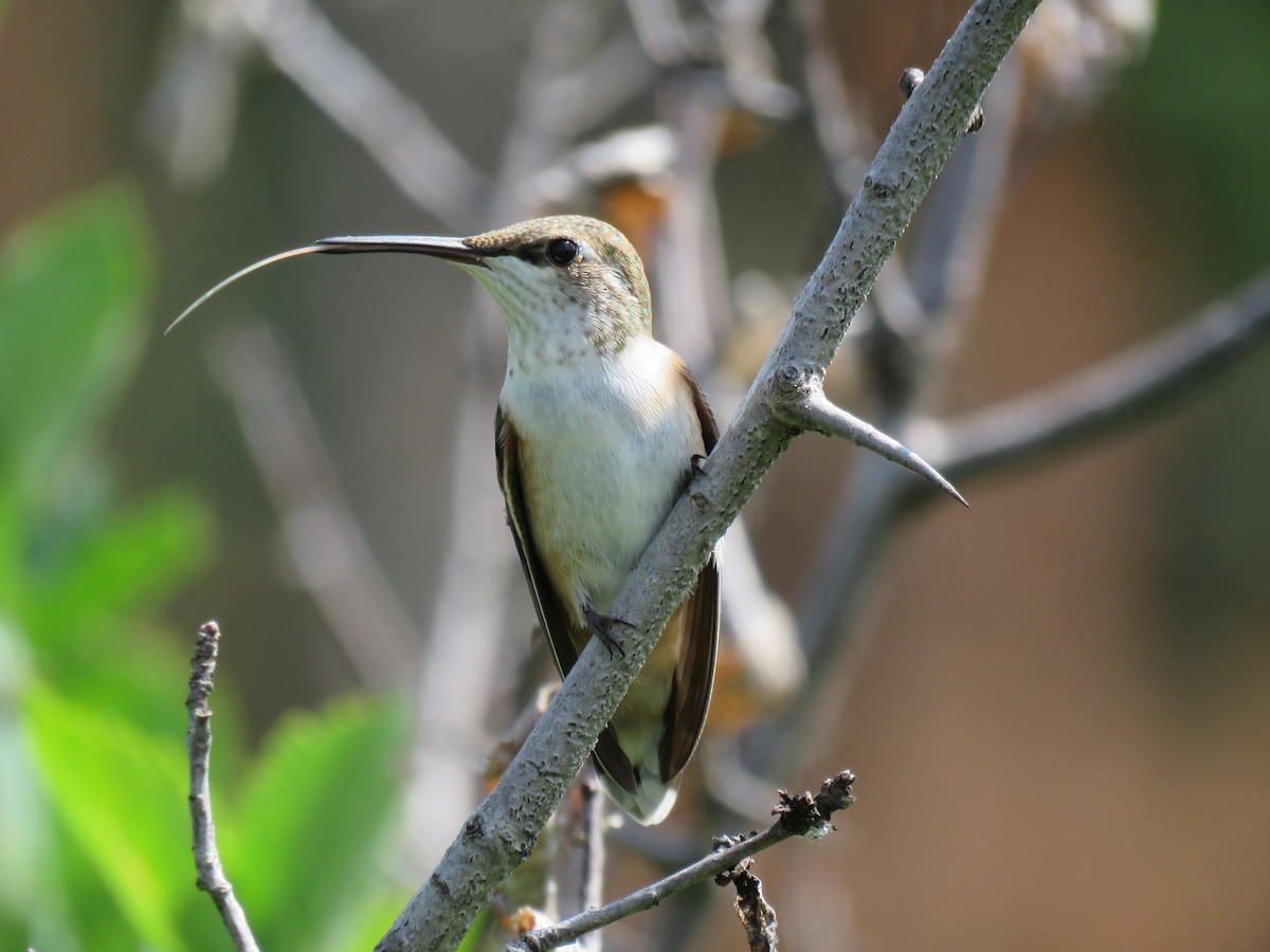 Rufous Hummingbird - Steve Gniadek