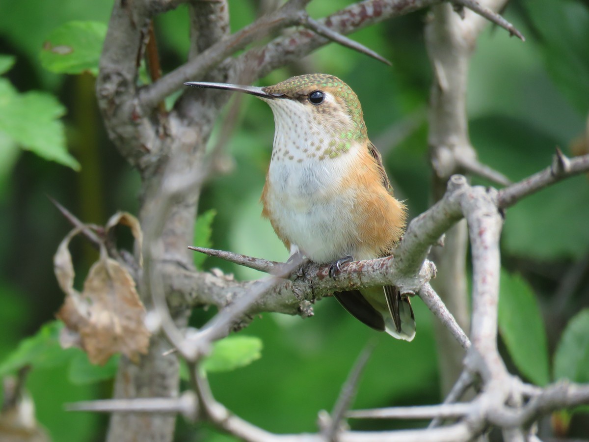 Rufous Hummingbird - Steve Gniadek