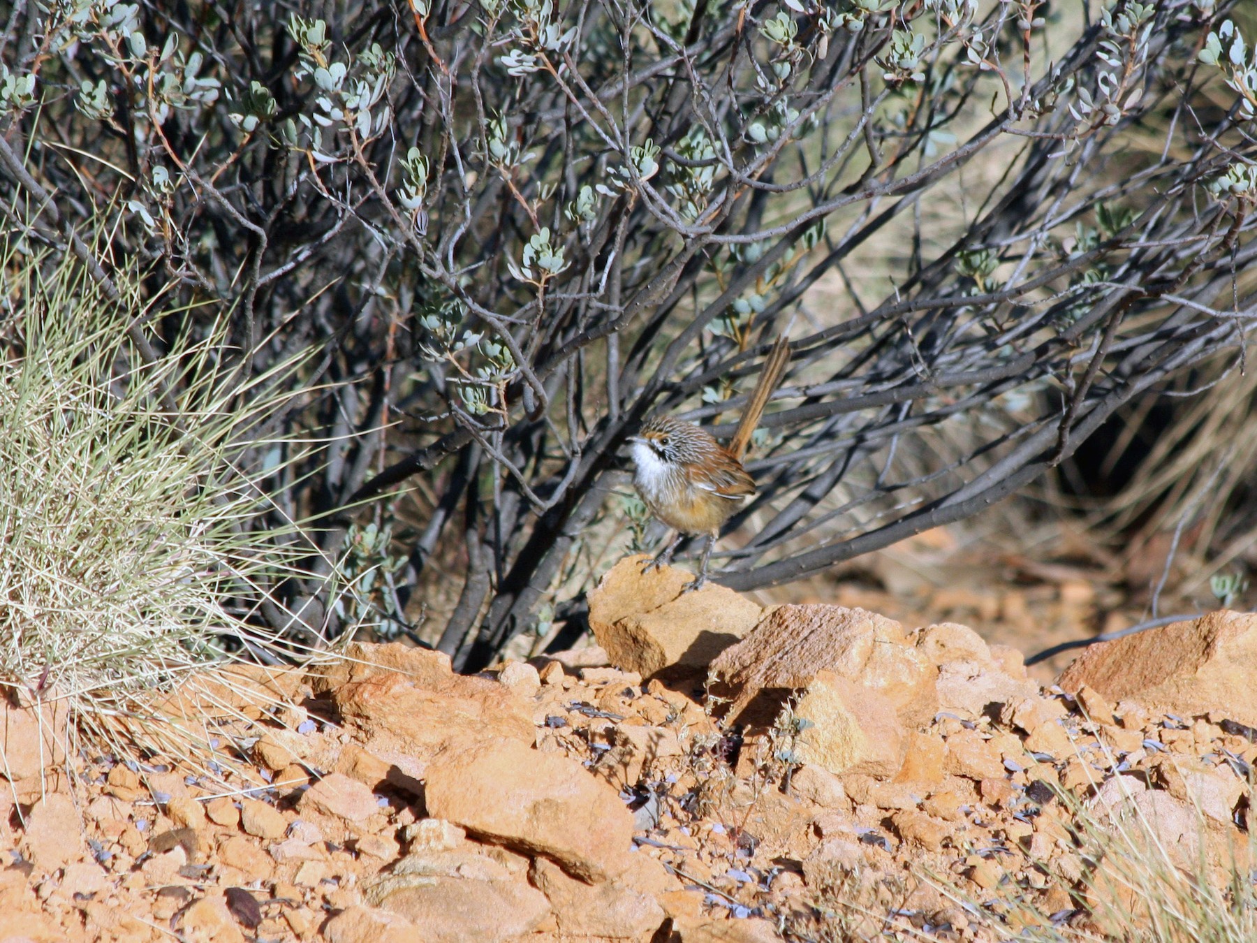 Opalton Grasswren - eBird