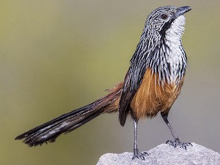 Male - Laurie Ross | Tracks Birding & Photography Tours - ML173417871