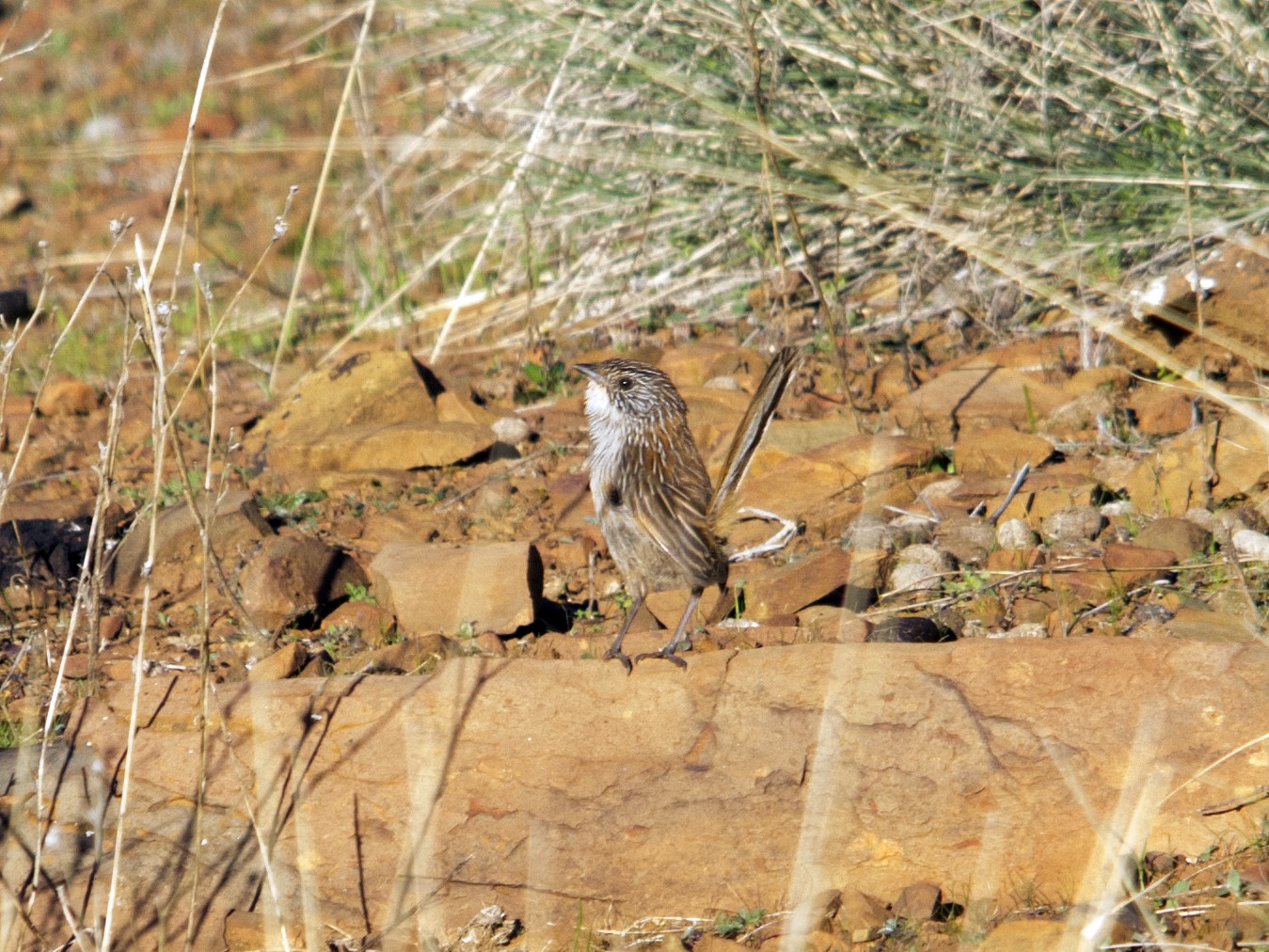 Short-tailed Grasswren - Owen Lishmund