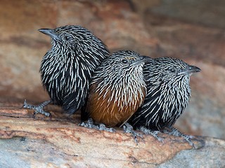 Male and female - Laurie Ross | Tracks Birding & Photography Tours - ML173418481