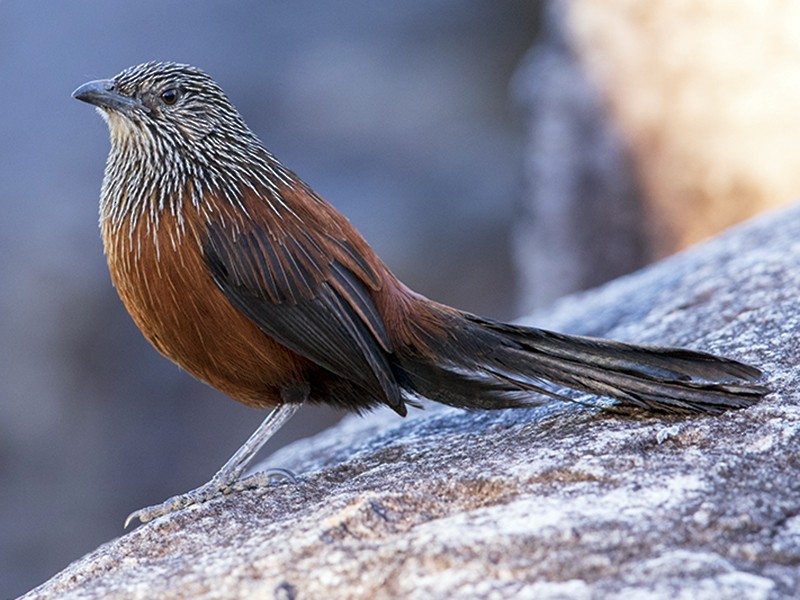 Black Grasswren - eBird