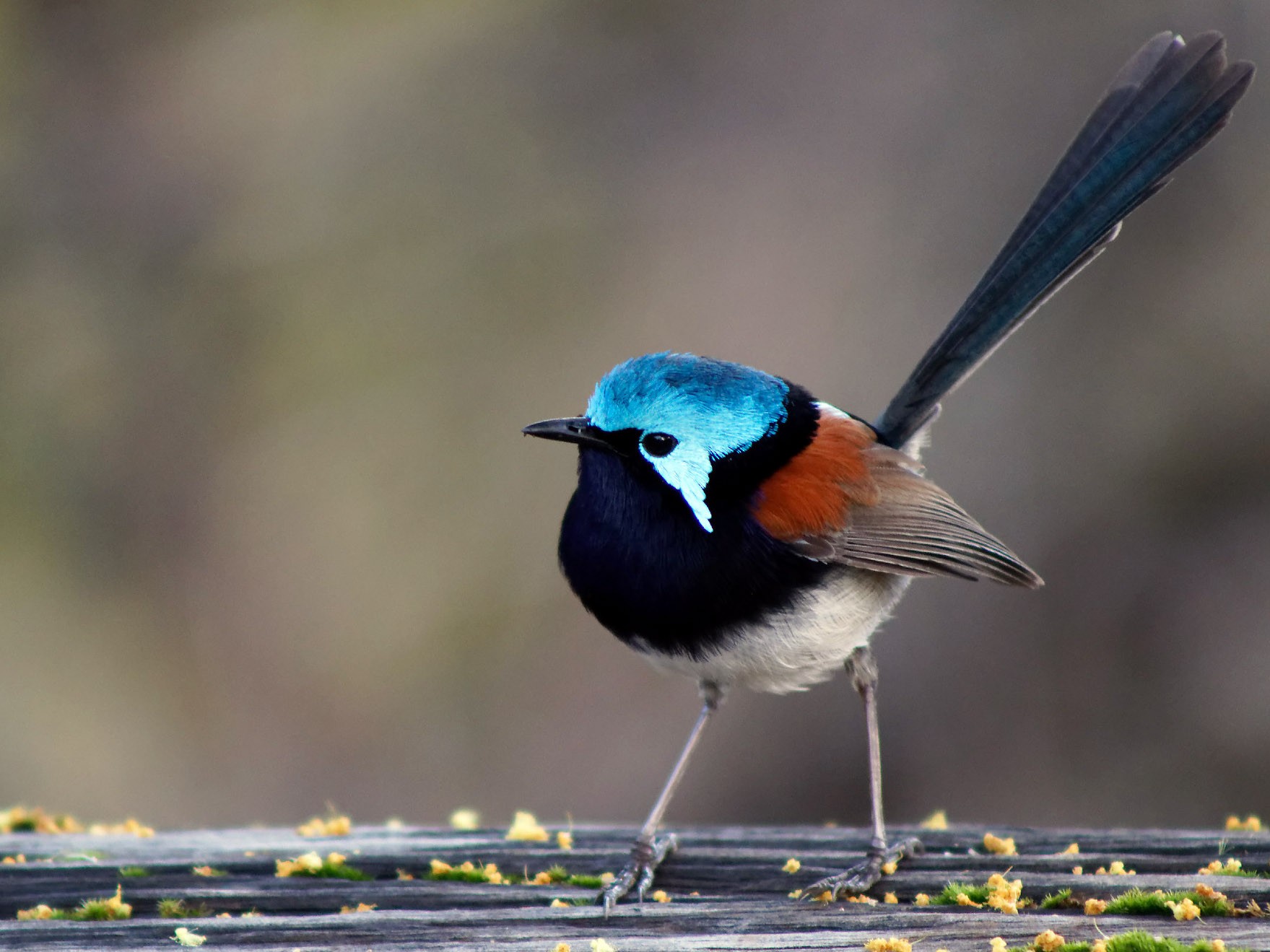 Red-winged Fairywren - eBird