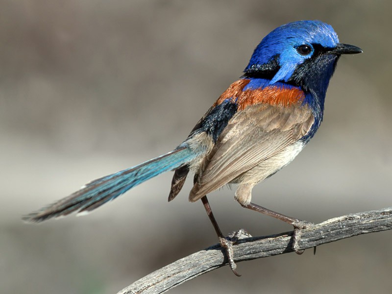 blue breasted fairy wren