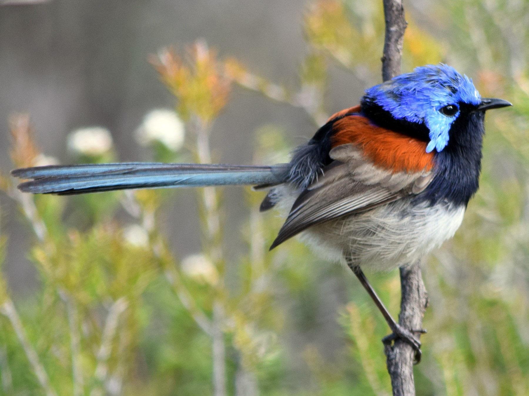 Blue Breasted Fairy Wren