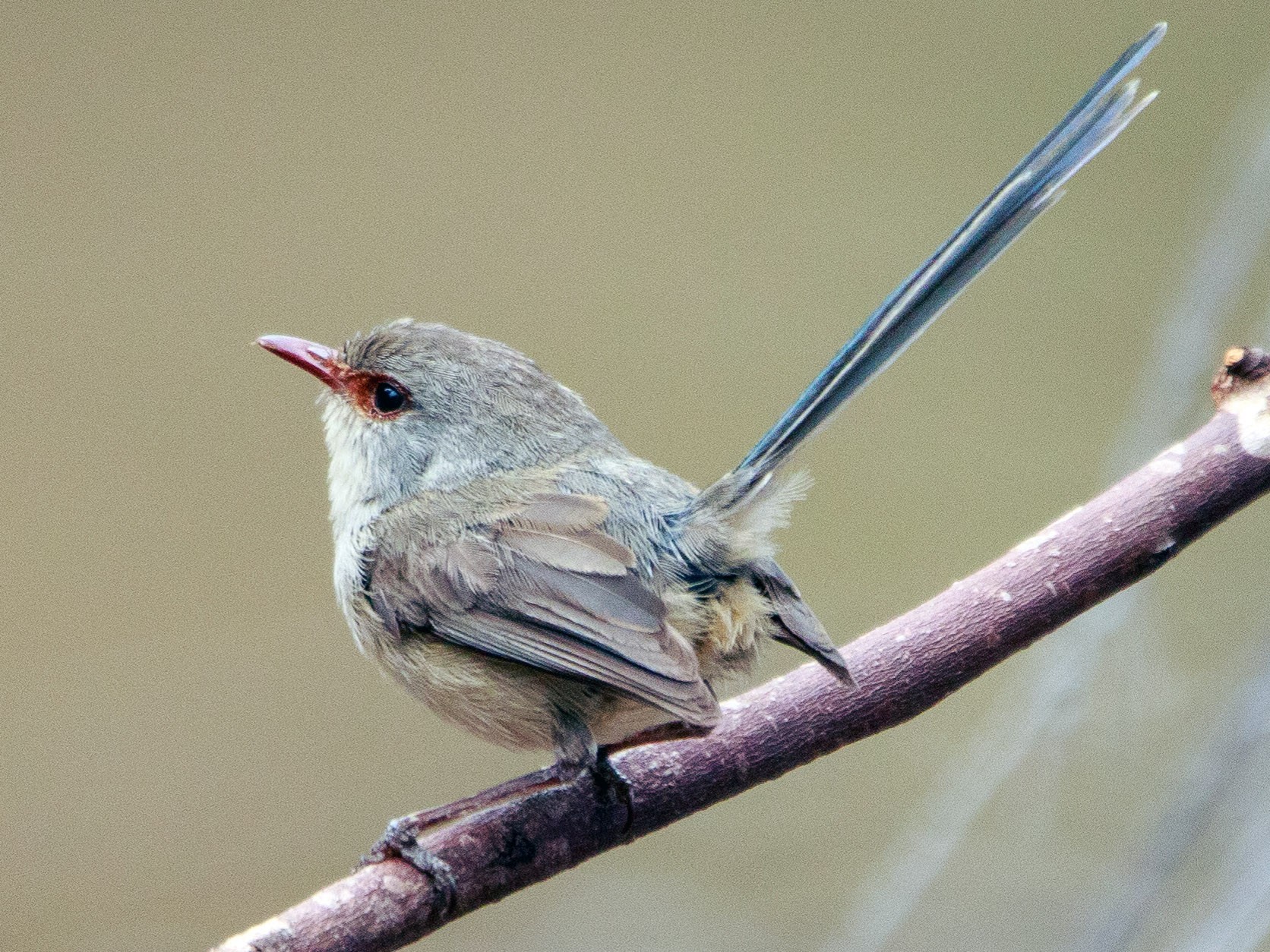 Blue-breasted Fairywren - eBird