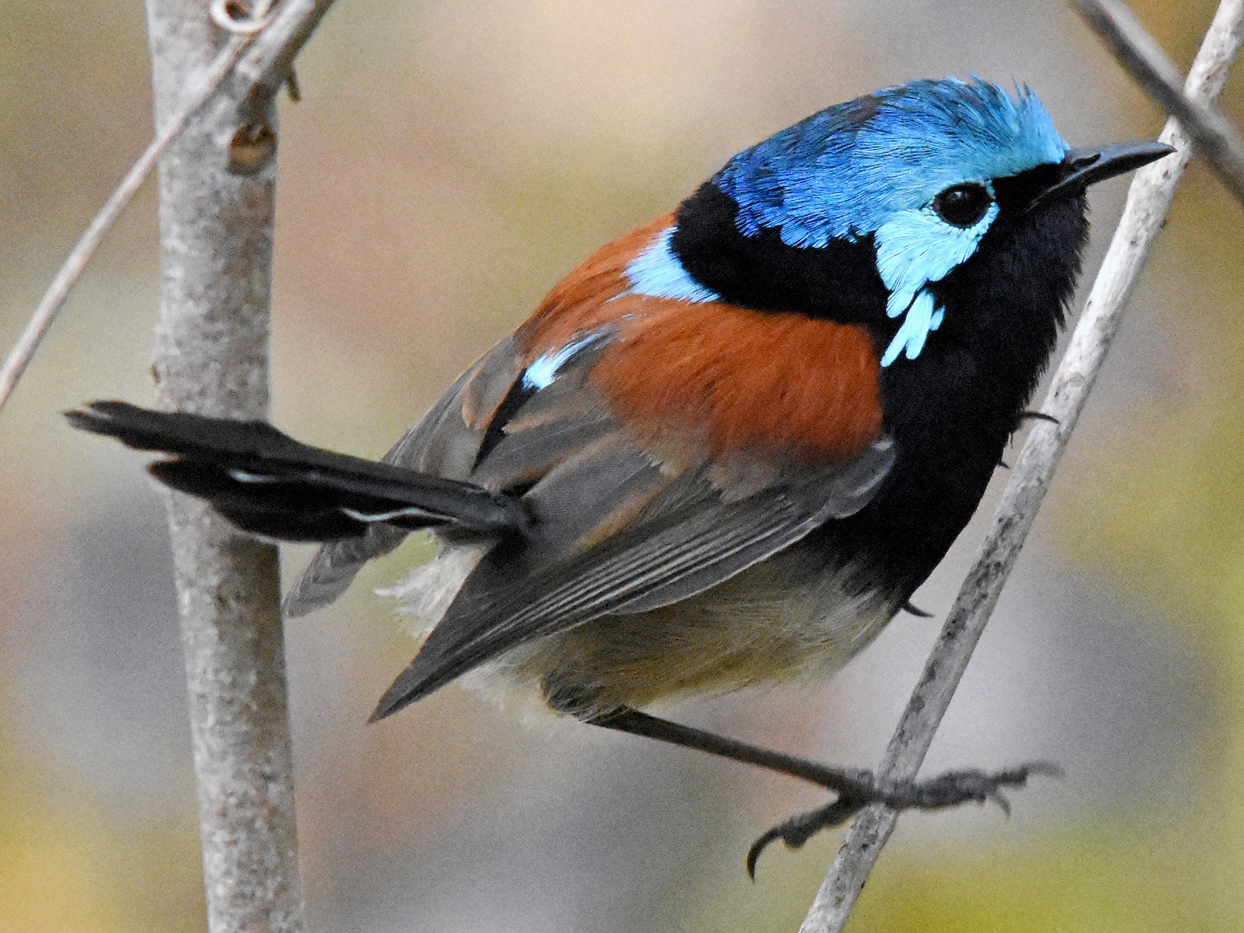 Redwinged Fairywren eBird