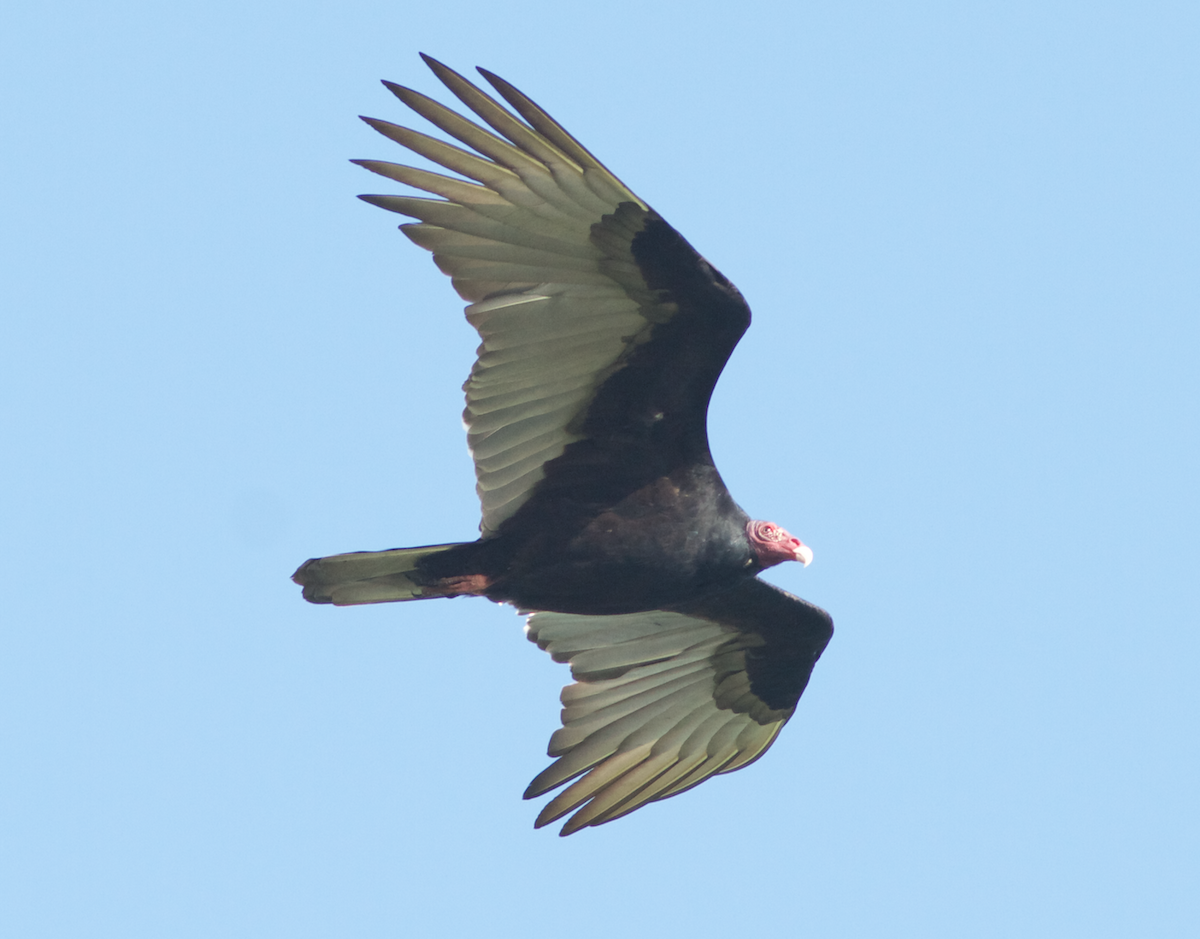 Turkey Vulture - ML173422381