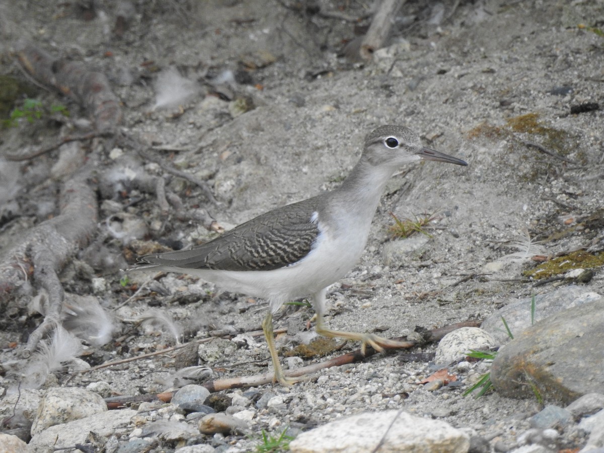 Spotted Sandpiper - Chris Drysdale