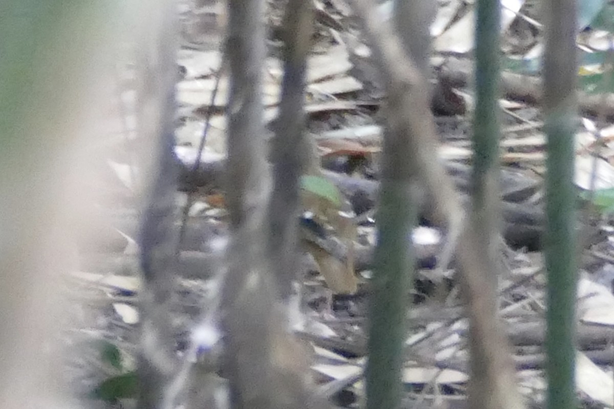 Fawn-breasted Thrush - ML173425141