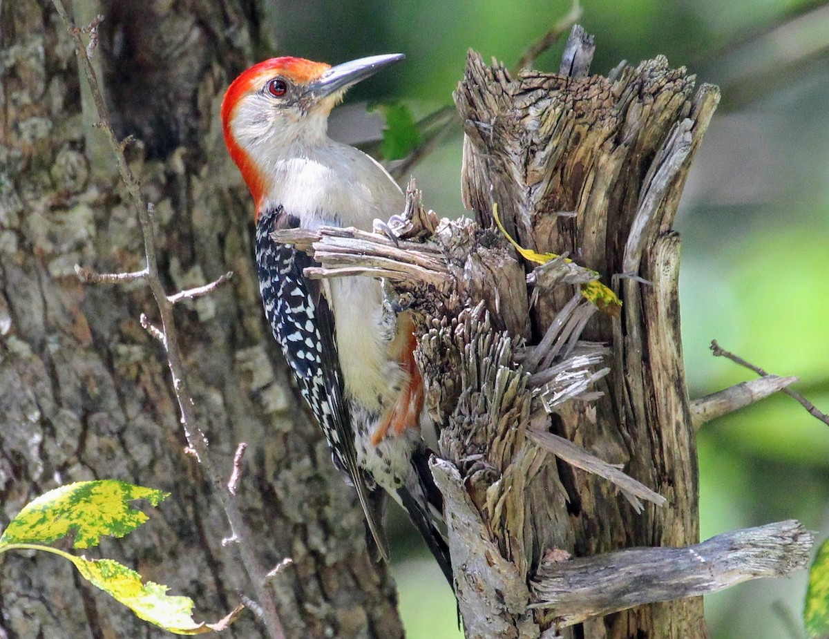 Red-bellied Woodpecker - sam hough