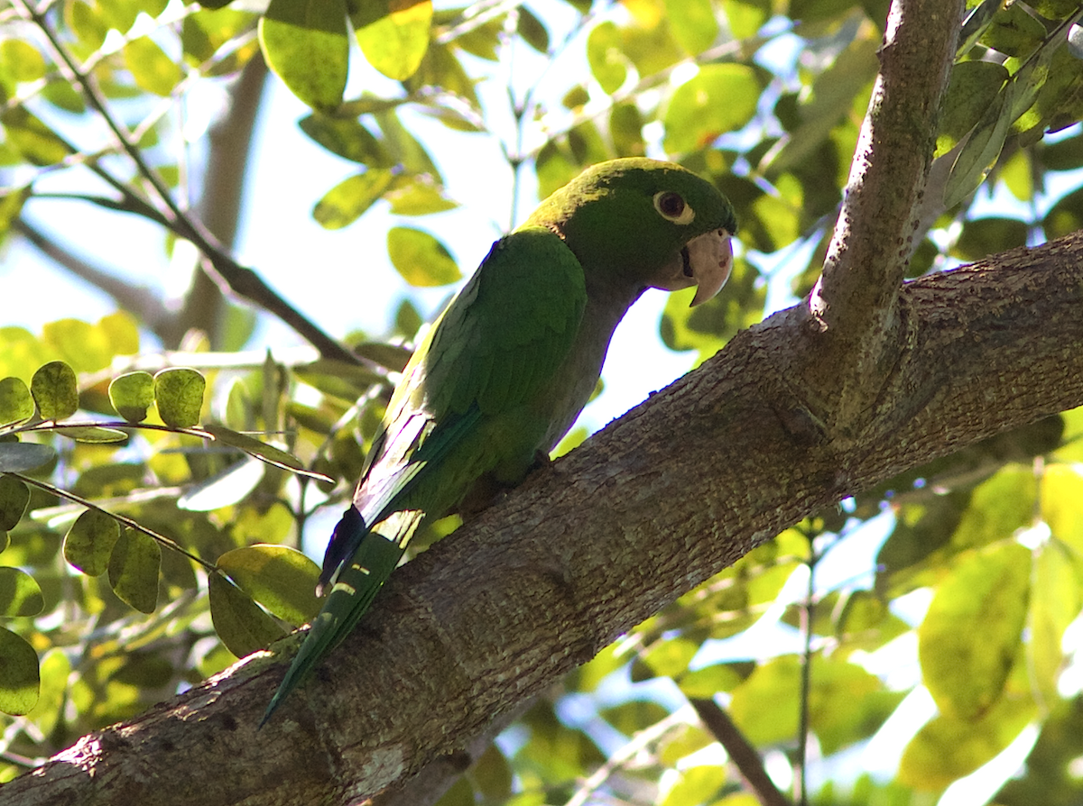 Olive-throated Parakeet - Sayam U. Chowdhury