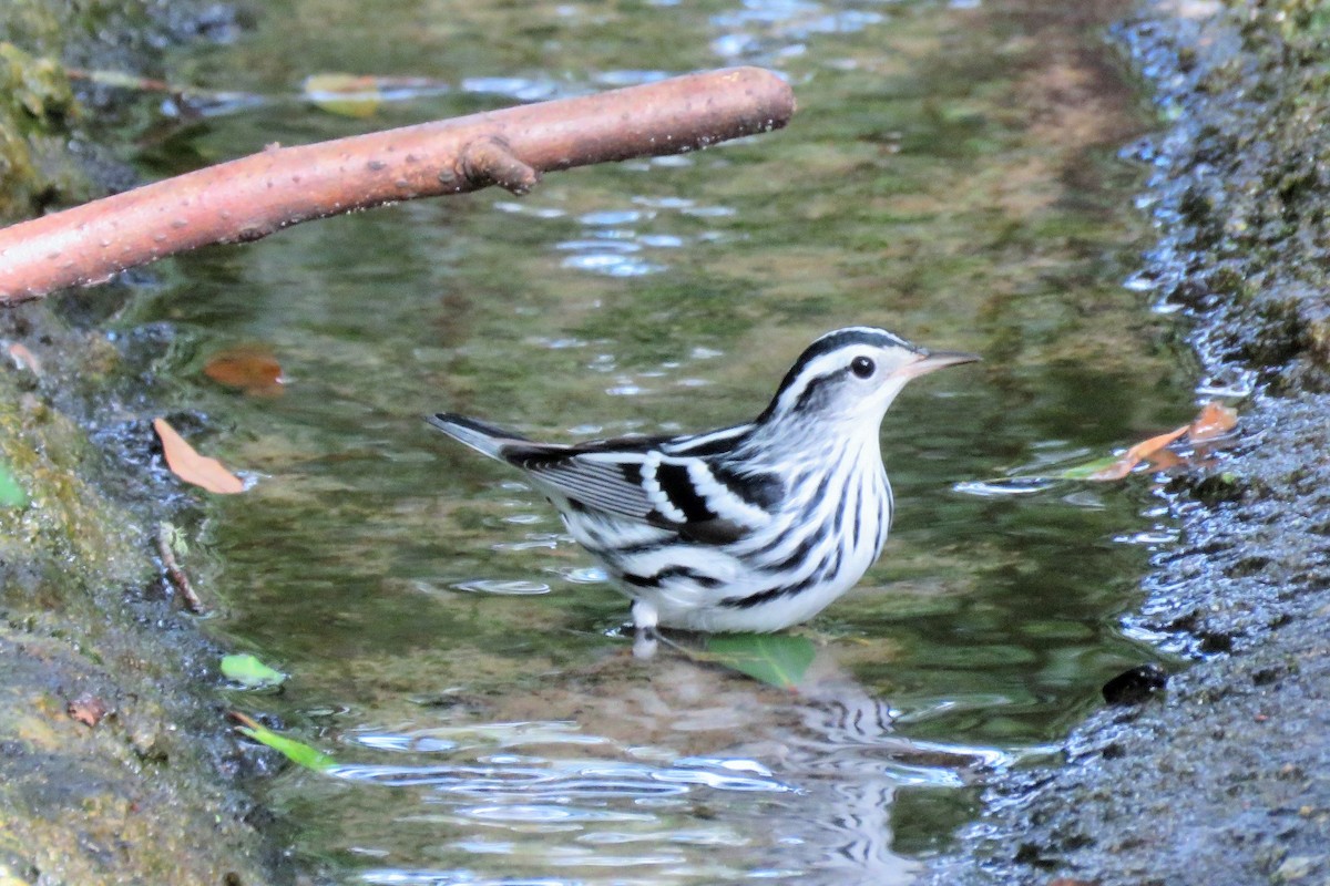 Black-and-white Warbler - ML173435341