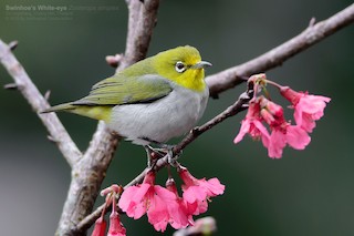 Swinhoe's White-eye - Zosterops simplex - Birds of the World