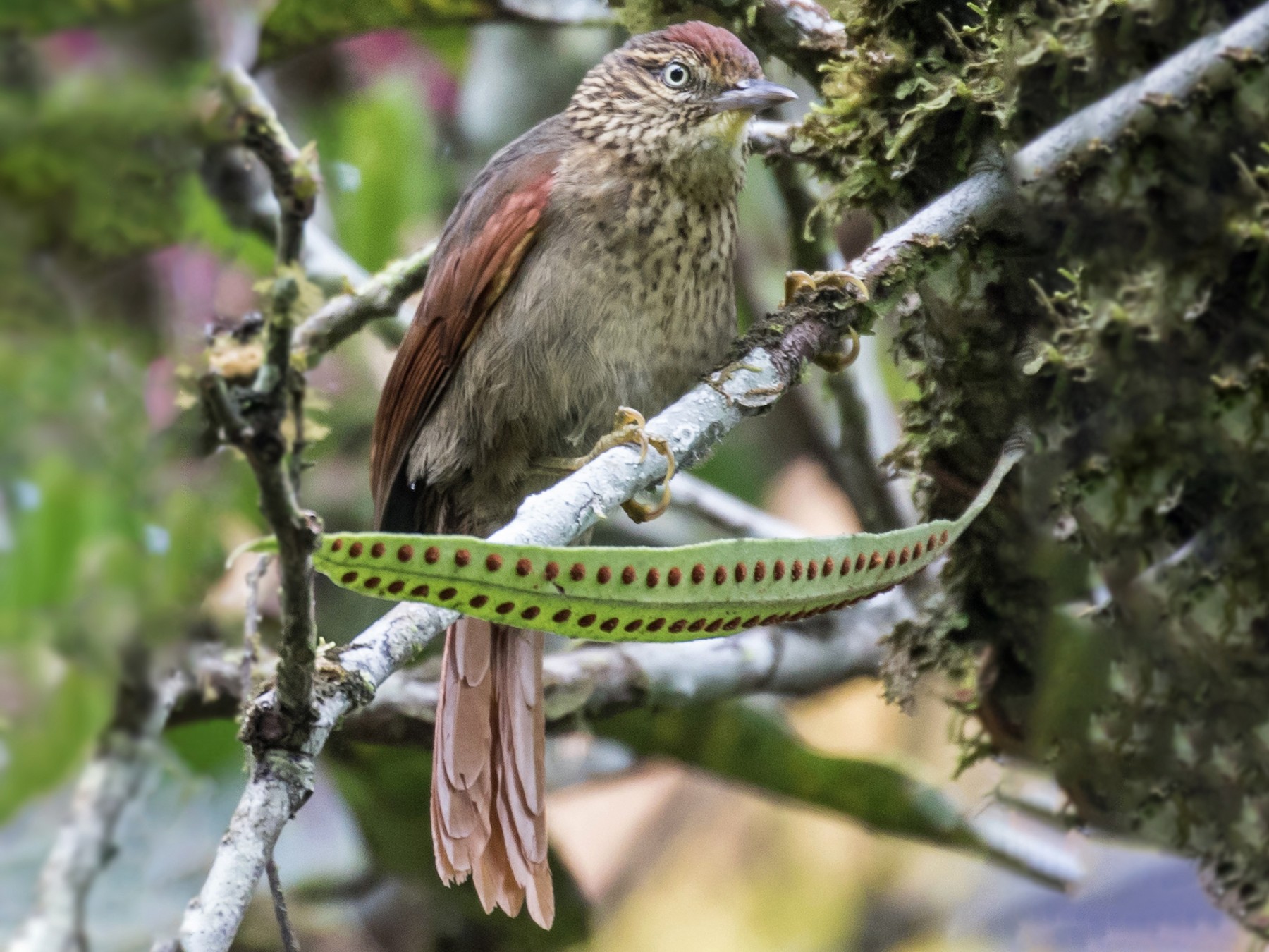 Speckled Spinetail - Robert Lewis