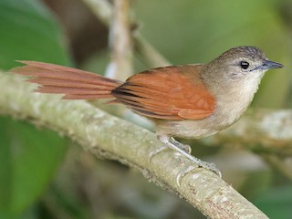  - Plain-crowned Spinetail