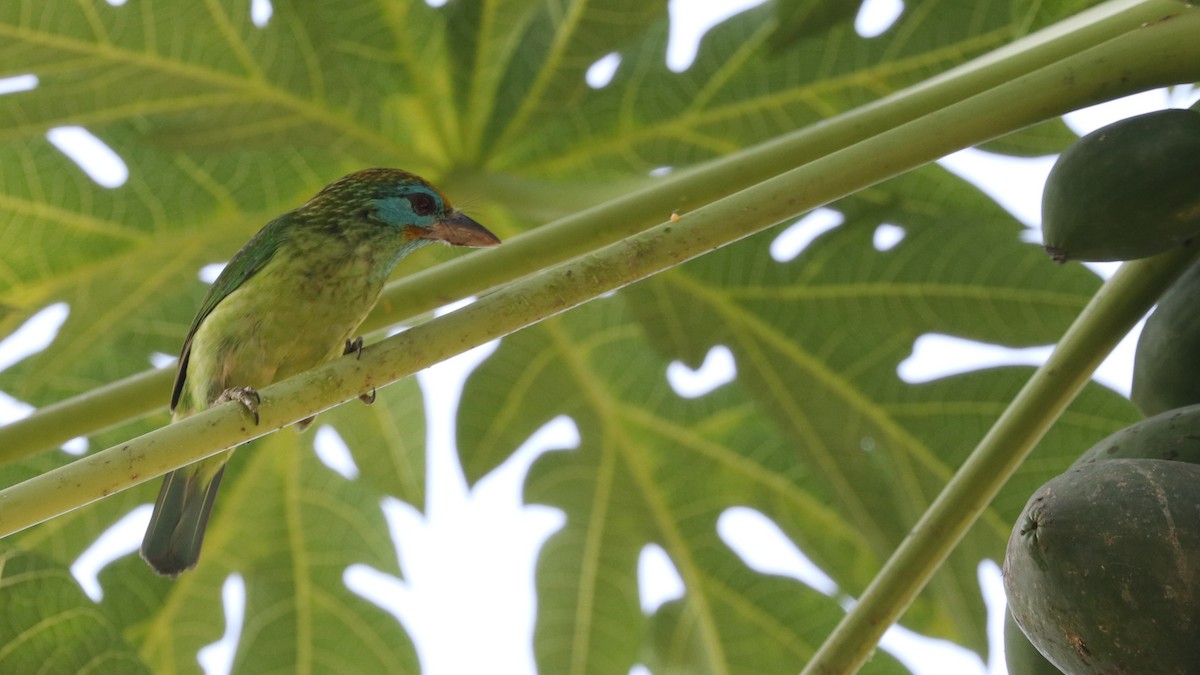 Yellow-fronted Barbet - ML173437821