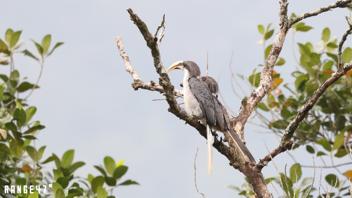 Sri Lanka Gray Hornbill - ML173437871