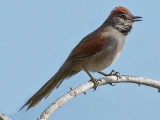  - Cinereous-breasted Spinetail