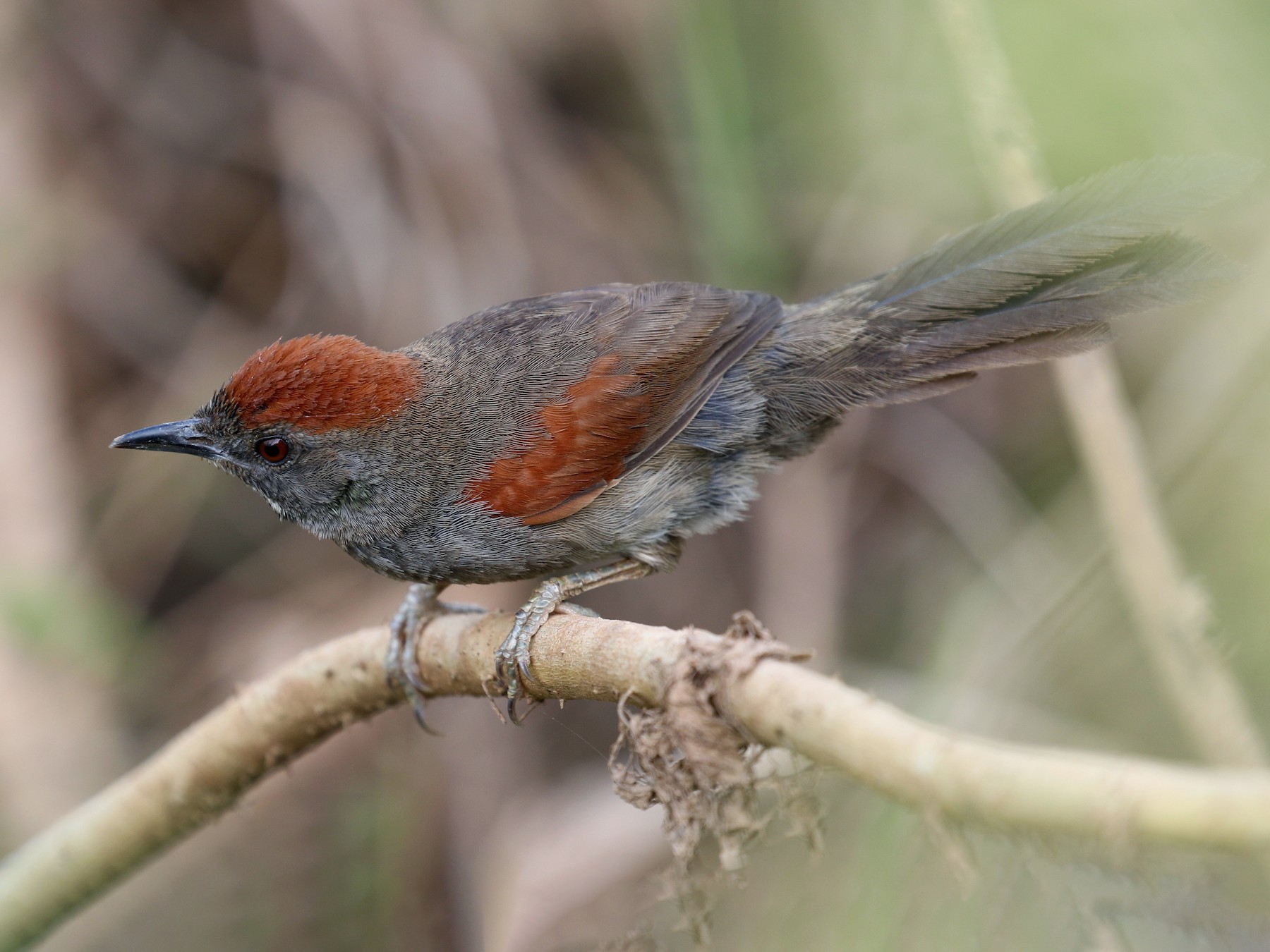 Cinereous-breasted Spinetail - Matthew Grube