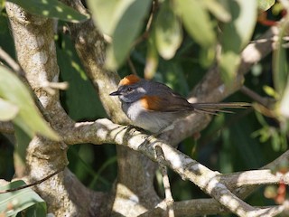  - Dark-breasted Spinetail