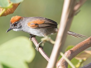  - Dark-breasted Spinetail
