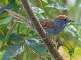  - Dark-breasted Spinetail