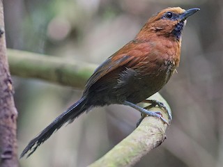  - Ruddy Spinetail