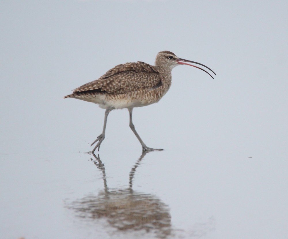 Whimbrel - Paul Lewis