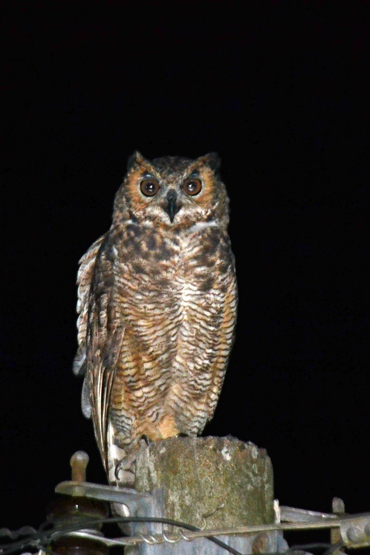 Great Horned Owl - Fábio Luís Mello