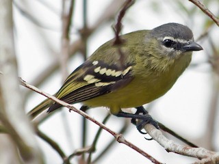  - White-lored Tyrannulet